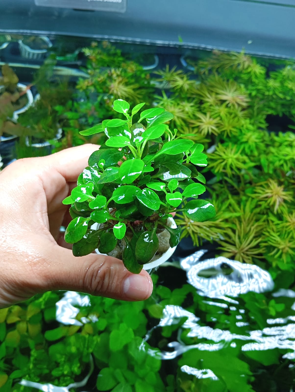 LOBELIA CARDINALIS - Discus Roa Fish