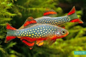 Micro Rasbora galaxi - Discus Roa Fish