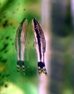 Otocinclus affinis - Discus Roa Fish