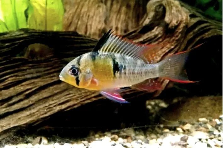 Papilocromis - Discus Roa Fish