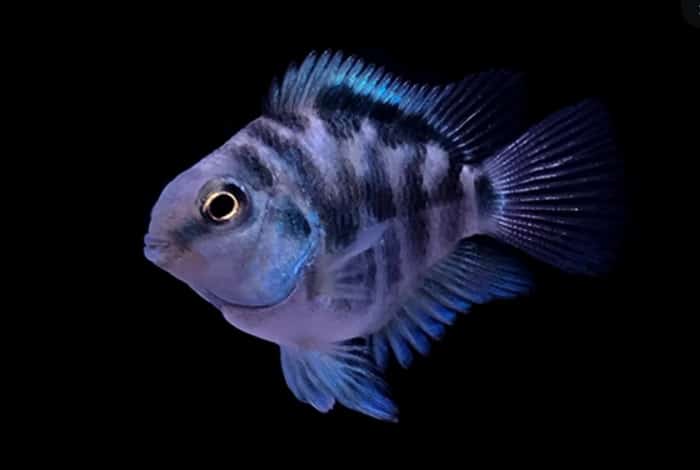 Parrot Polar y Albino - Discus Roa Fish