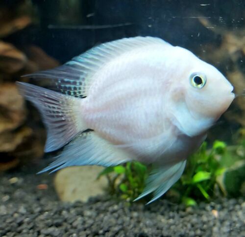 Parrot Polar y Albino - Discus Roa Fish