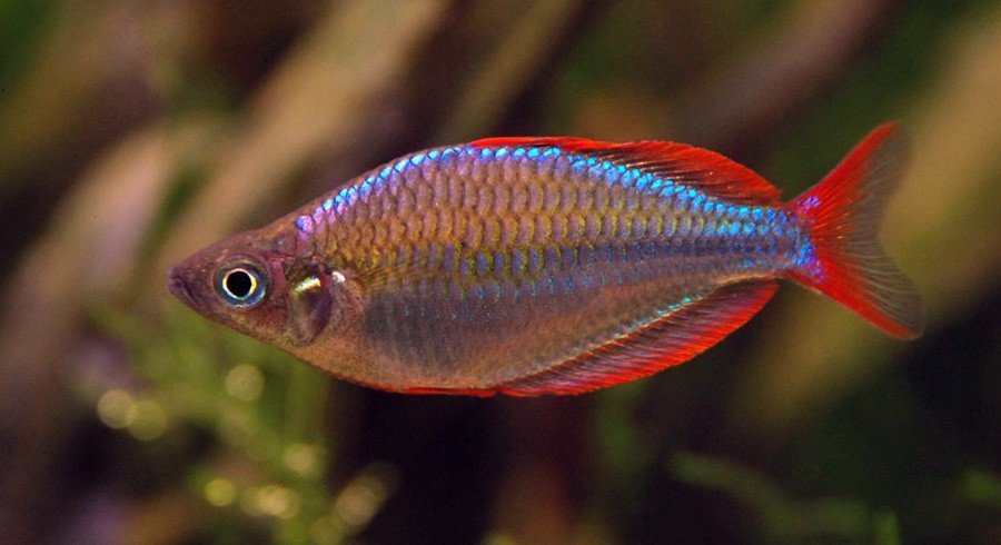Pez Arcoiris Diamante - Discus Roa Fish
