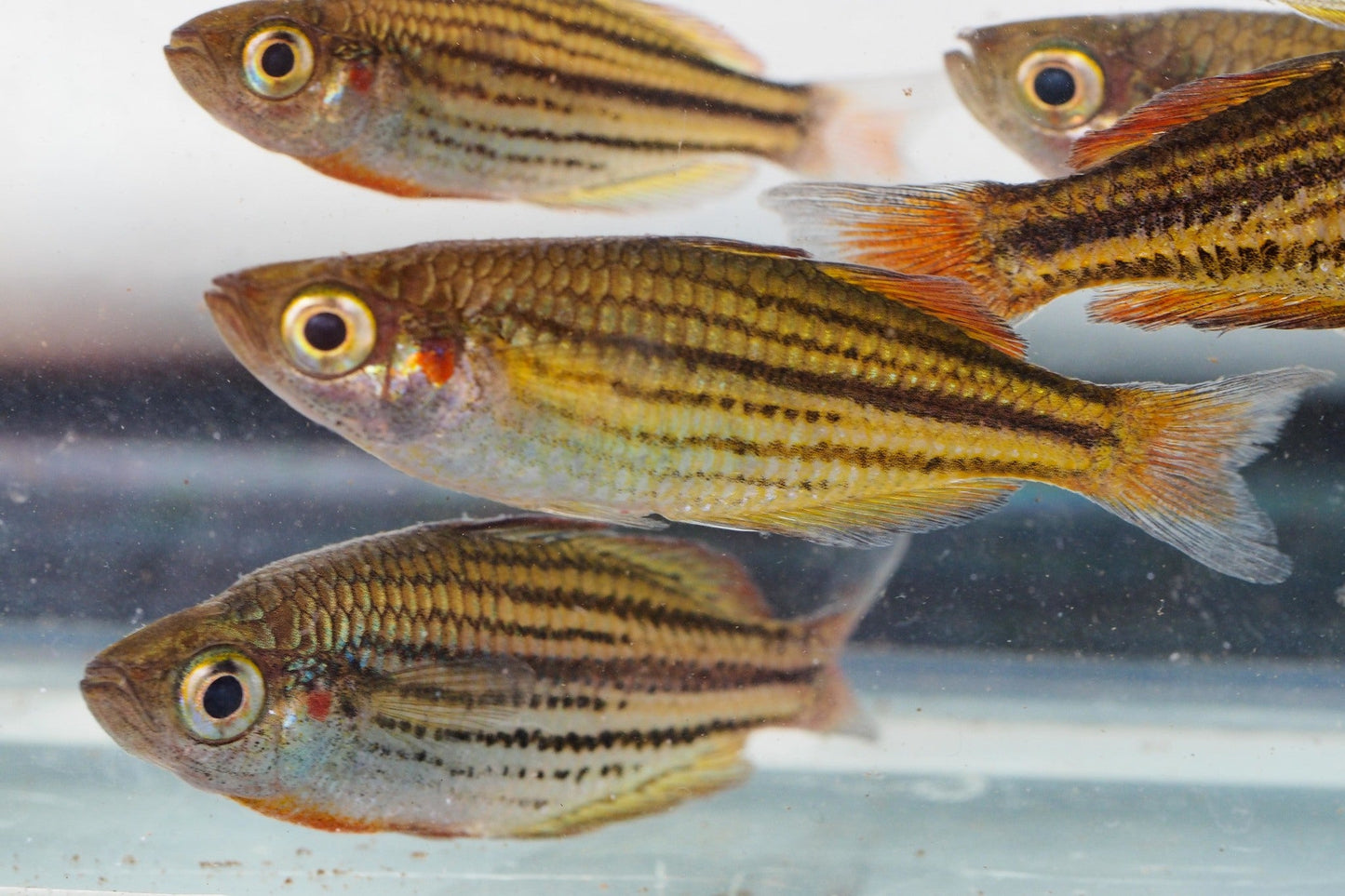 Pez Arcoiris Melanotenia maculuchi - Discus Roa Fish