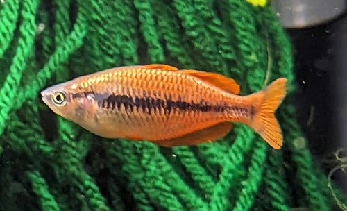 Pez Arcoiris Parva - Melanotenia Parva - Discus Roa Fish