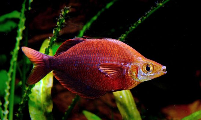 Pez Arcoiris Rojo - Melanotenia Rojo - Discus Roa Fish