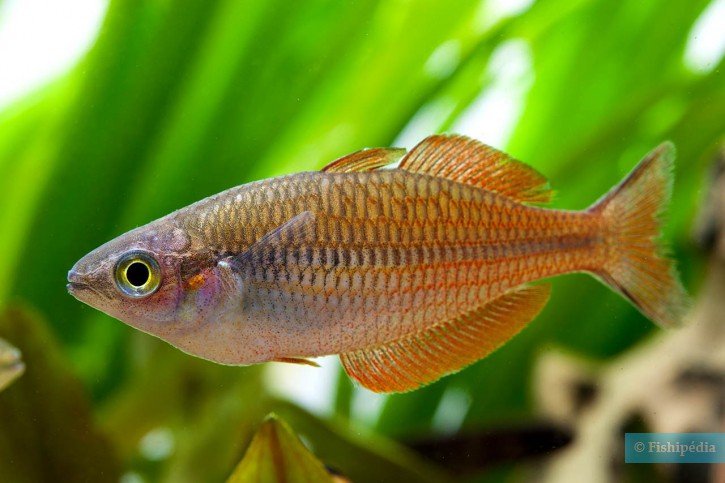 Pez Arcoiris Rojo - Melanotenia Rojo - Discus Roa Fish