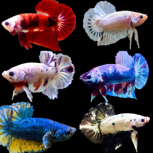 PEZ BETTA HEMBRA DEL MACHO QUE ESCOJAS - Discus Roa Fish