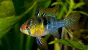 Ramirezi Comun Velo - Discus Roa Fish
