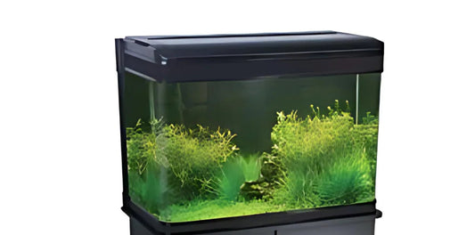 Acuario Sea Star RS-100B  con Filtro y Luz LED 240L 100x60x40 cm Vidrio Curvo