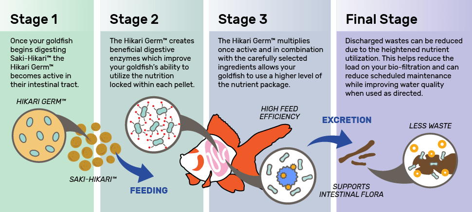 Saki - Hikari® Fancy Goldfish - Discus Roa Fish