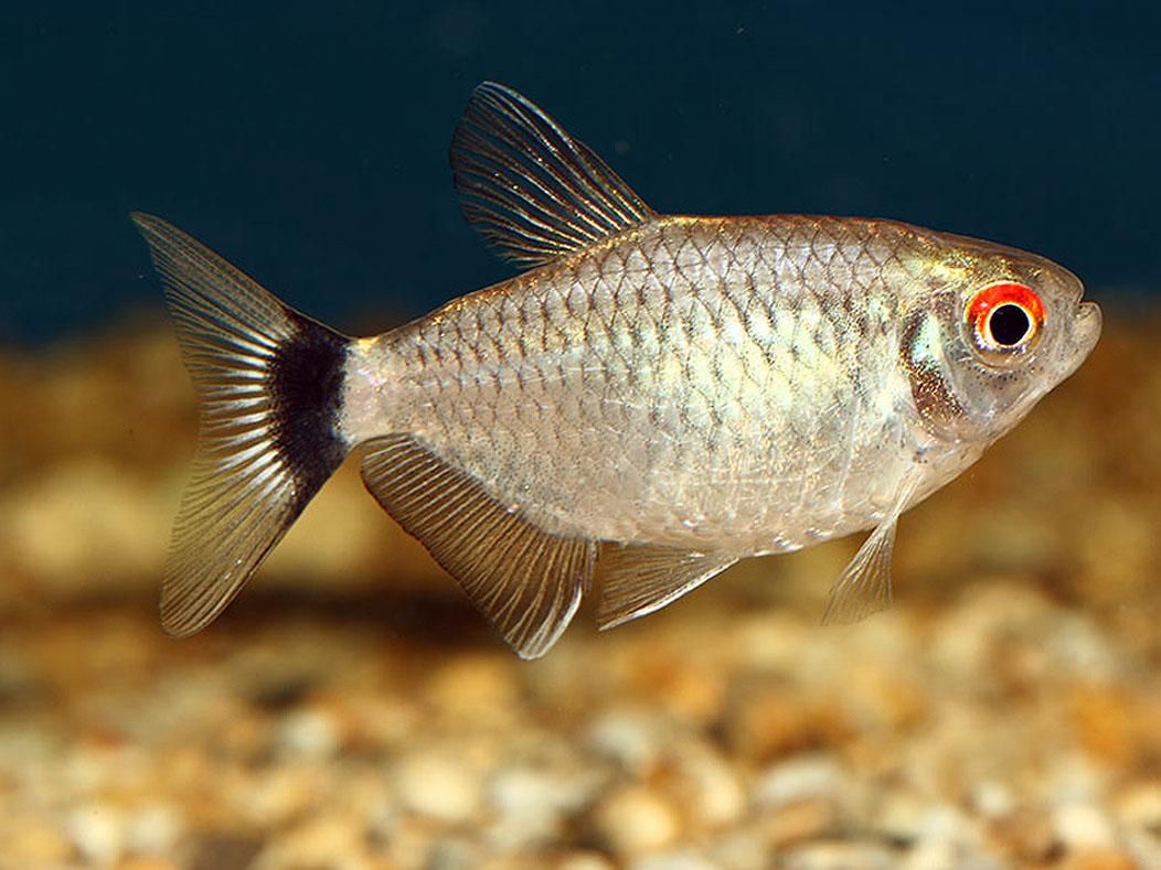 Santafilomena - Discus Roa Fish
