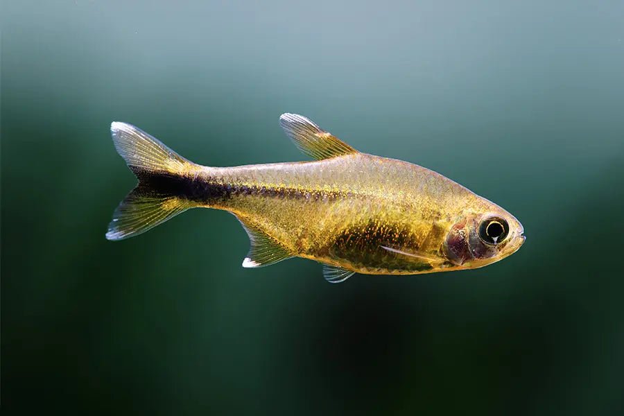Tetra Cobre - Cola Tijera - Discus Roa Fish