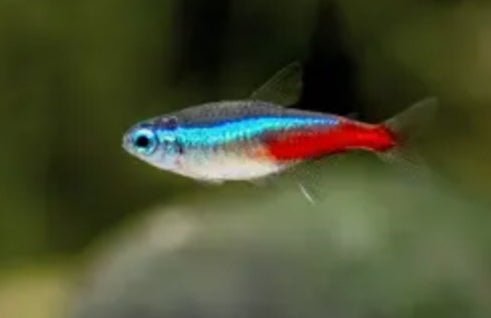 Tetra Neon x 12 unds - Discus Roa Fish