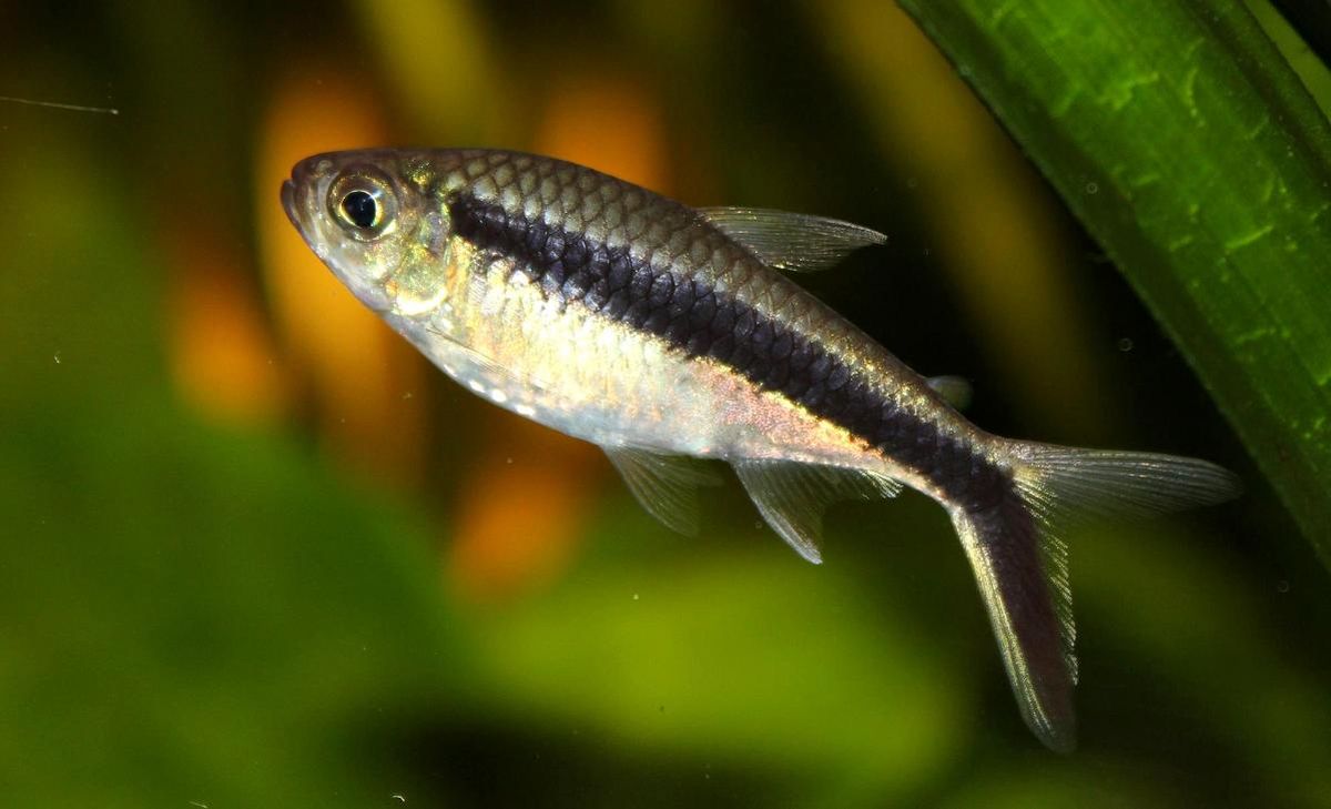 Tetra Pinguino - Discus Roa Fish