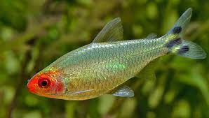 Tetra rodostomo o borrachito - Discus Roa Fish