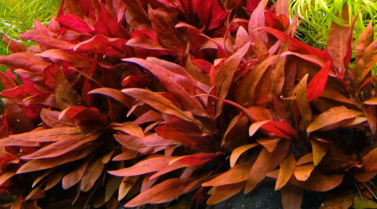 Alternantera rosanervi - Discus Roa Fish