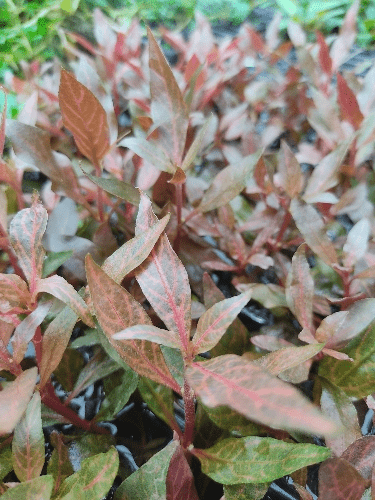 Alternantera rosanervi - Discus Roa Fish