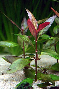 Alternanthera Reineckii - Discus Roa Fish