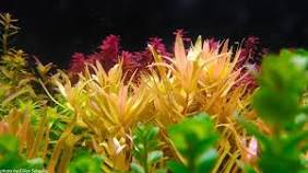 Ammannia pedicellata golden - Discus Roa Fish