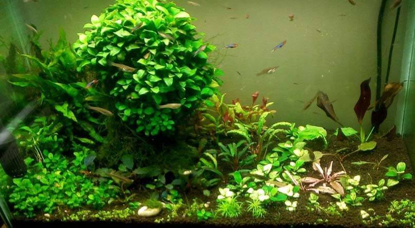 Anubia Bateri - Discus Roa Fish