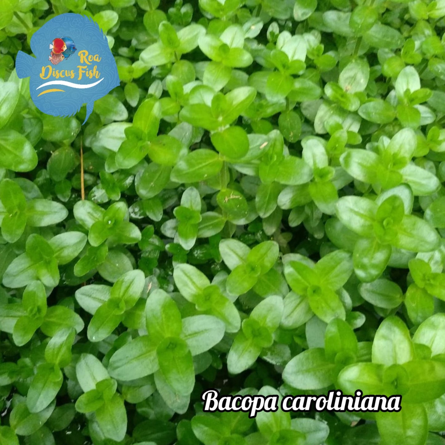 Bacopa Caroliniana - Discus Roa Fish