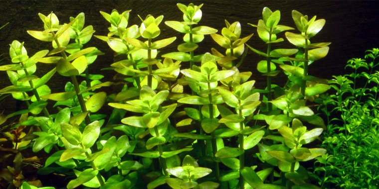 Bacopa Caroliniana - Discus Roa Fish
