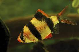 Barbus - Discus Roa Fish