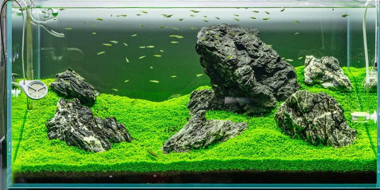 Cuba - Discus Roa Fish