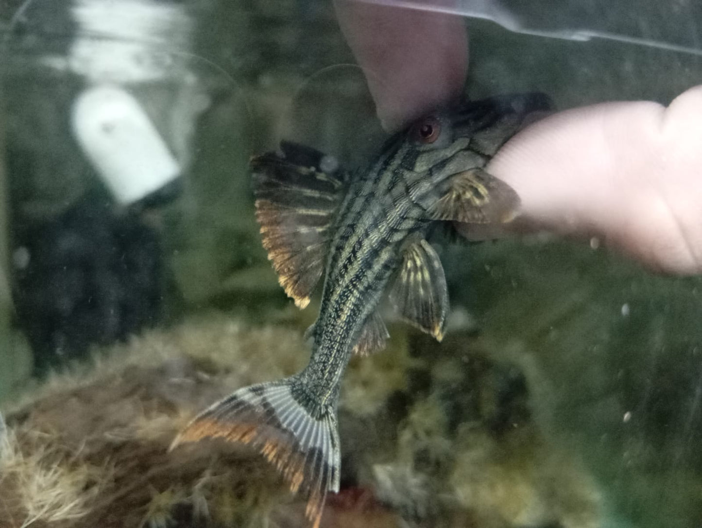 Cucha Real de raya - Discus Roa Fish