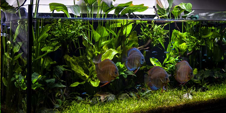 Echinodorus Amazonica - Discus Roa Fish