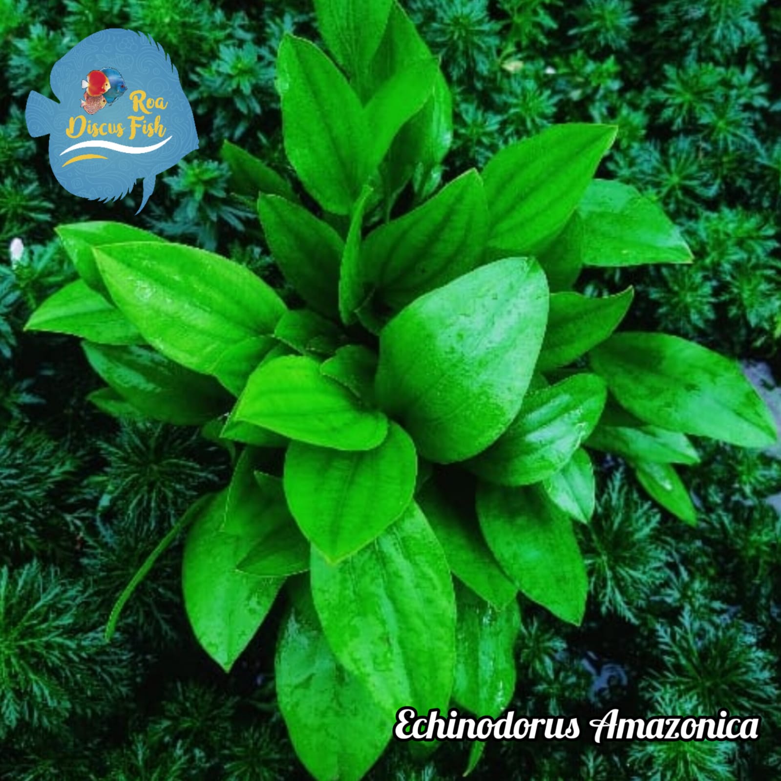 Echinodorus Amazonica - Discus Roa Fish