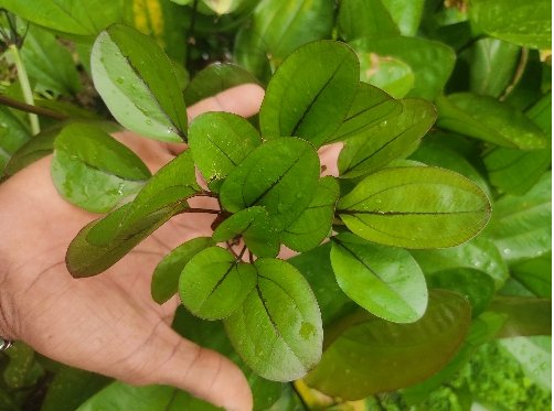 Echinodorus barthii - Discus Roa Fish