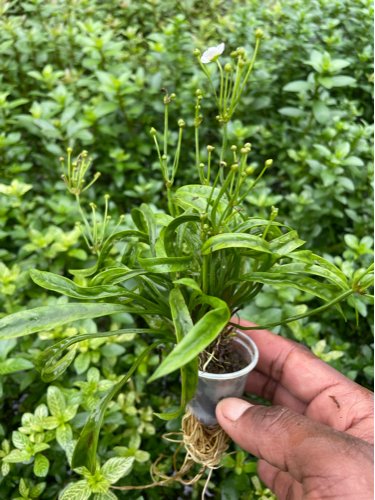Echinodorus Vesuvius - Discus Roa Fish