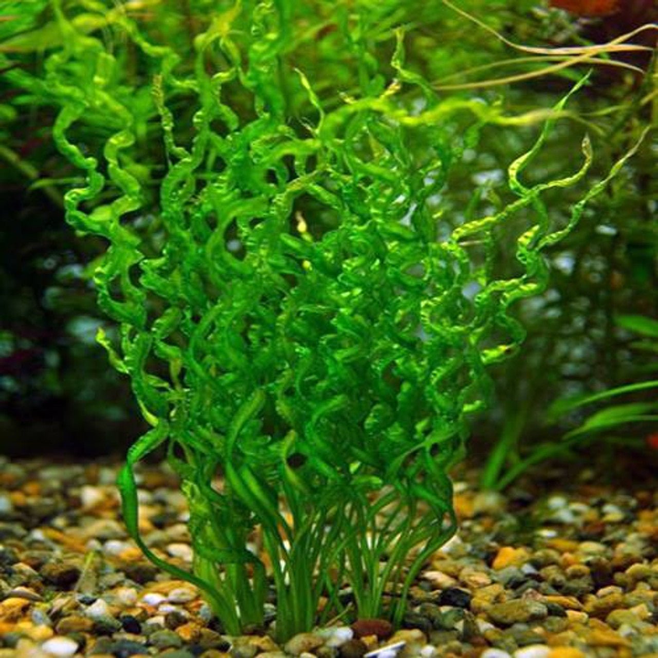 Echinodorus Vesuvius - Discus Roa Fish