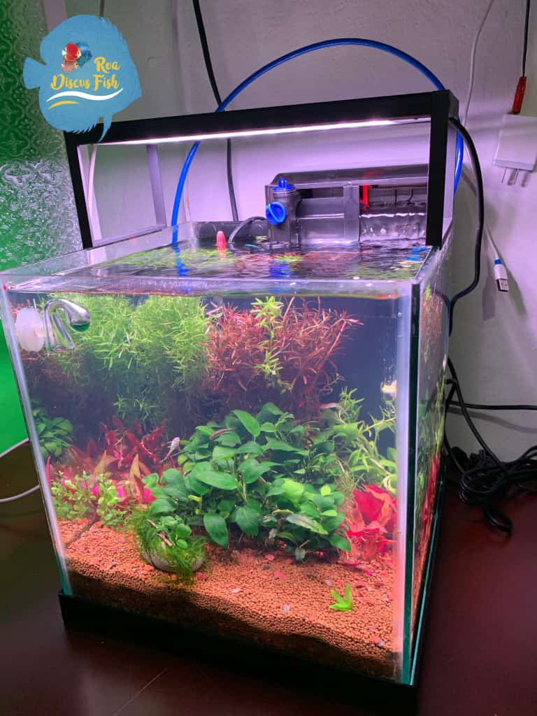 FILTRO CASCADA GRECH CBG-500 SKIMMER SUPERFICIE - Discus Roa Fish