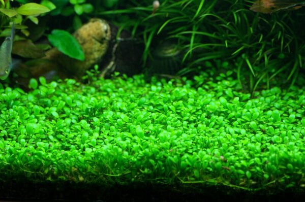 Glossostigma elatinoides - Discus Roa Fish