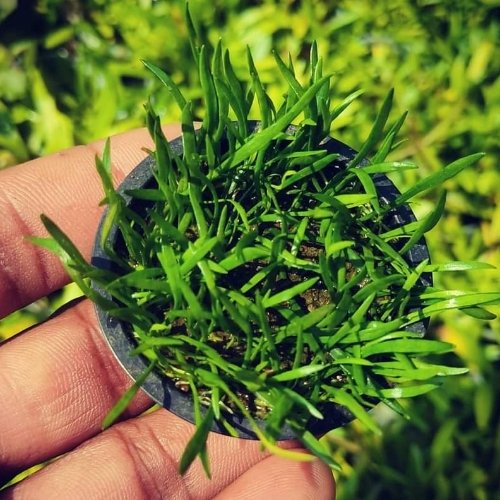 Lilaeopsis Brasiliensis - Discus Roa Fish