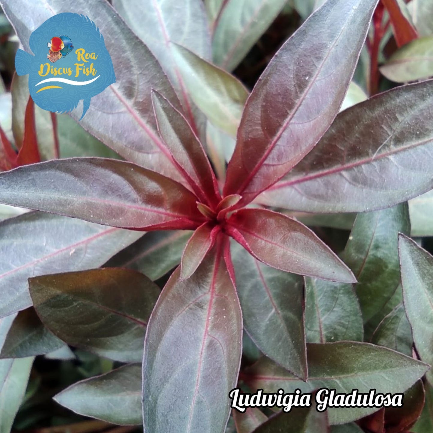 Ludwigia Gladulosa - Discus Roa Fish