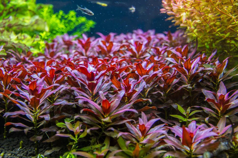 Ludwigia Gladulosa - Discus Roa Fish