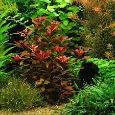 Ludwigia Repens - Discus Roa Fish