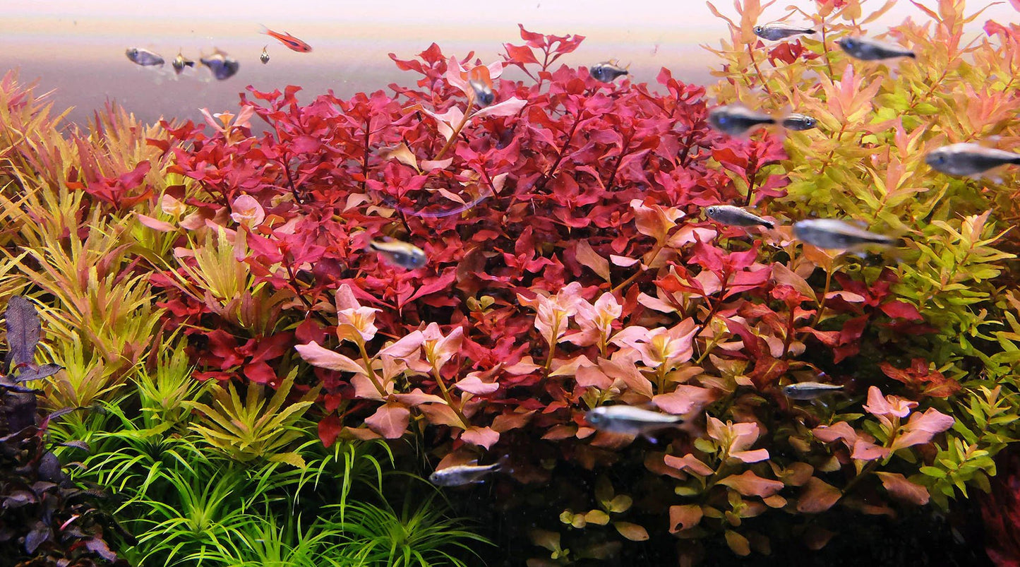 Ludwigia sp. red - Discus Roa Fish