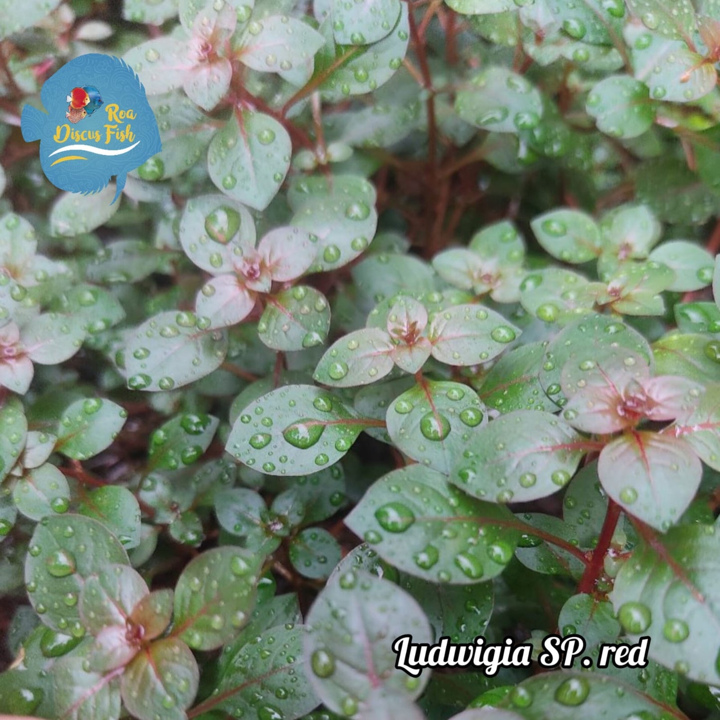 Ludwigia sp. red - Discus Roa Fish