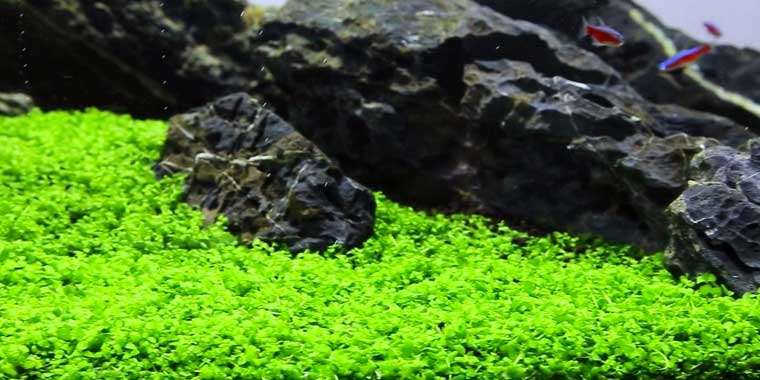 Montecarlo - Discus Roa Fish