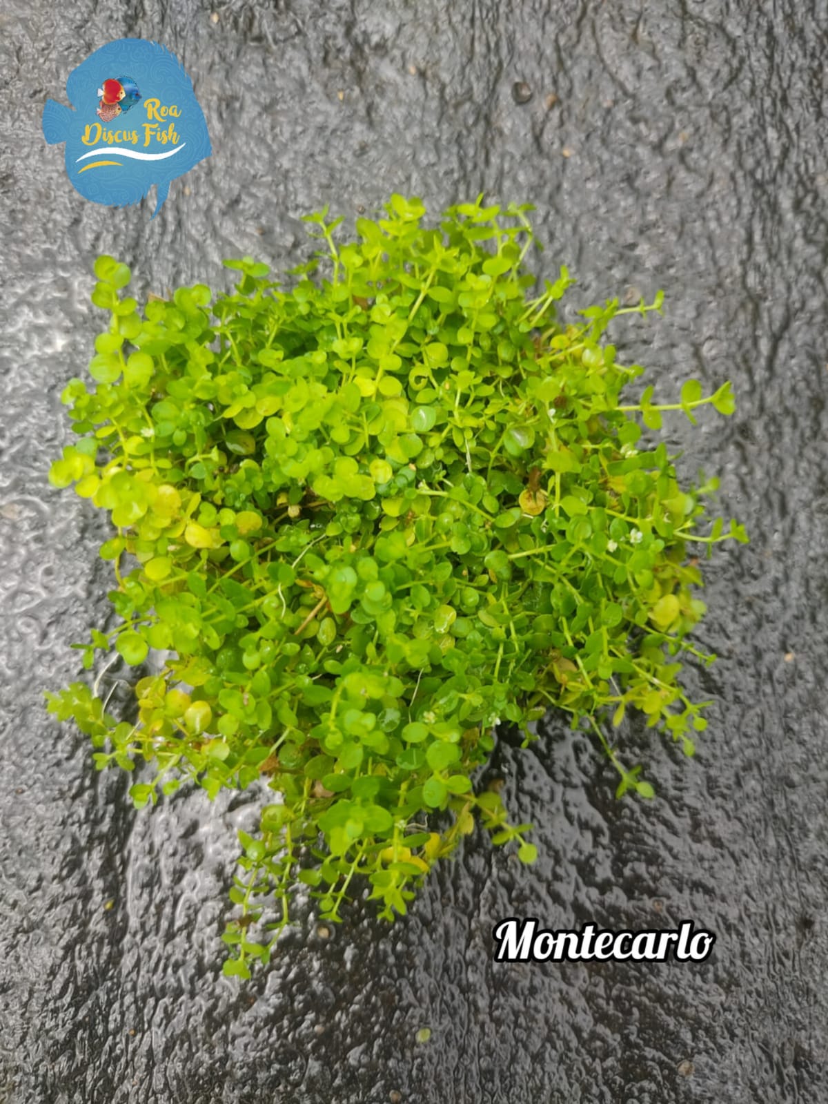 Montecarlo - Discus Roa Fish