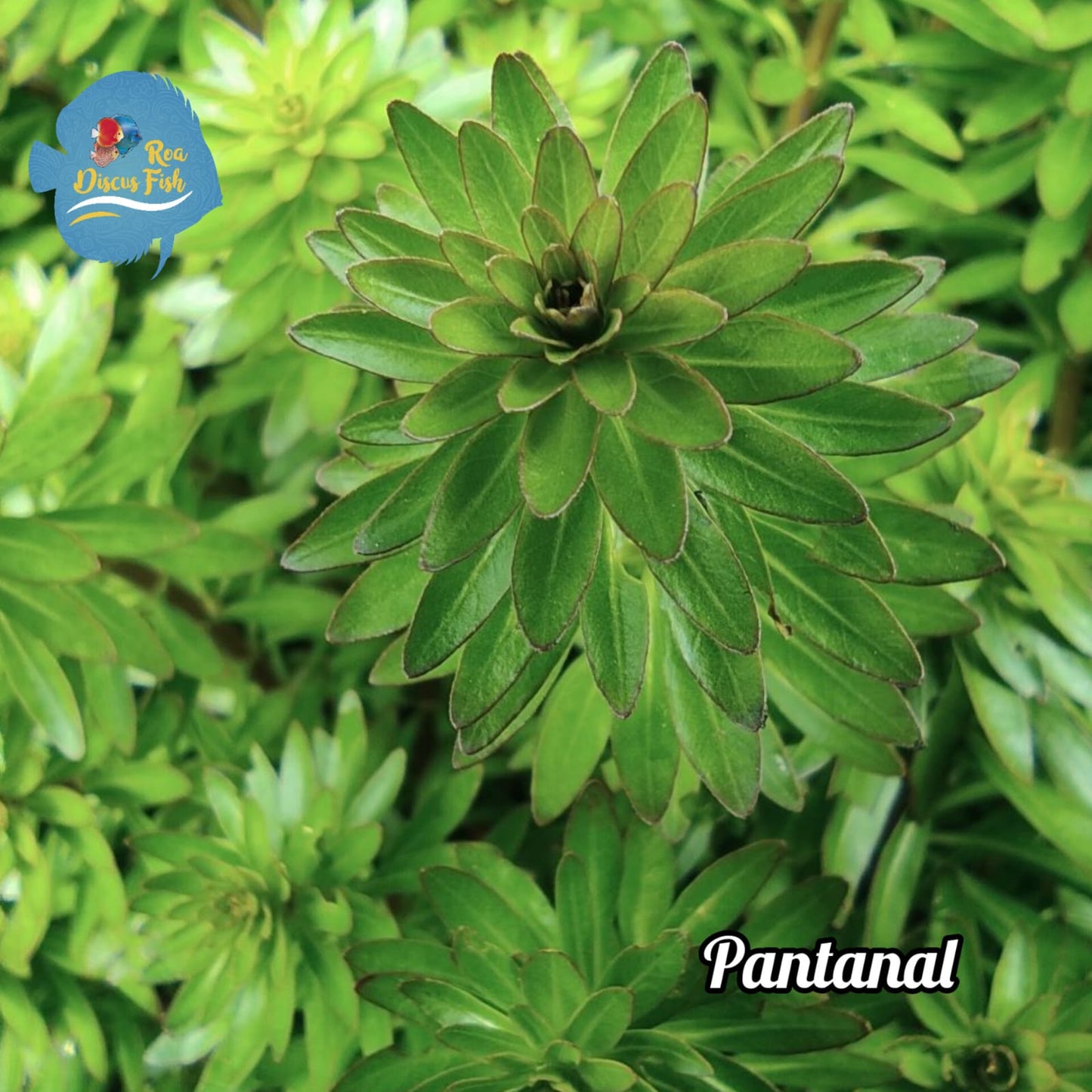 Pantanal - Discus Roa Fish