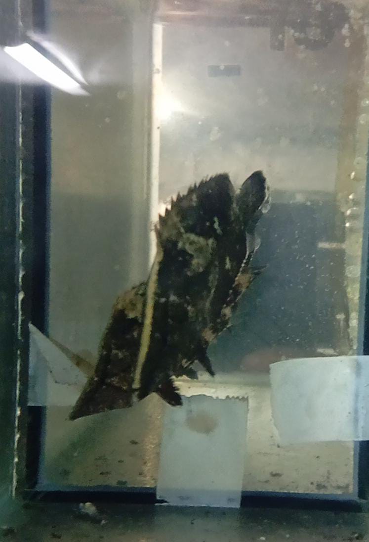 Pez Hoja - Discus Roa Fish