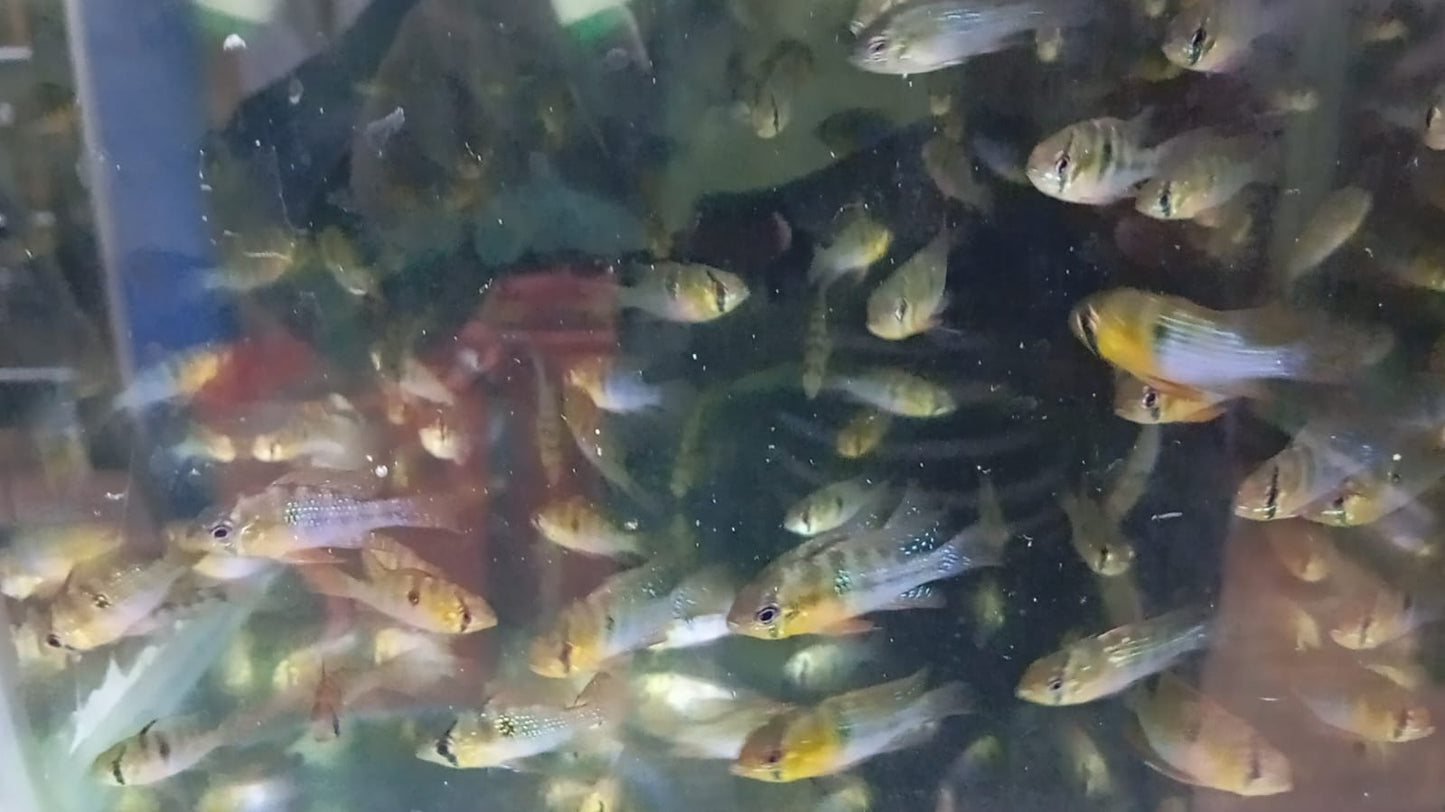 Ramirezi Full Color - Discus Roa Fish