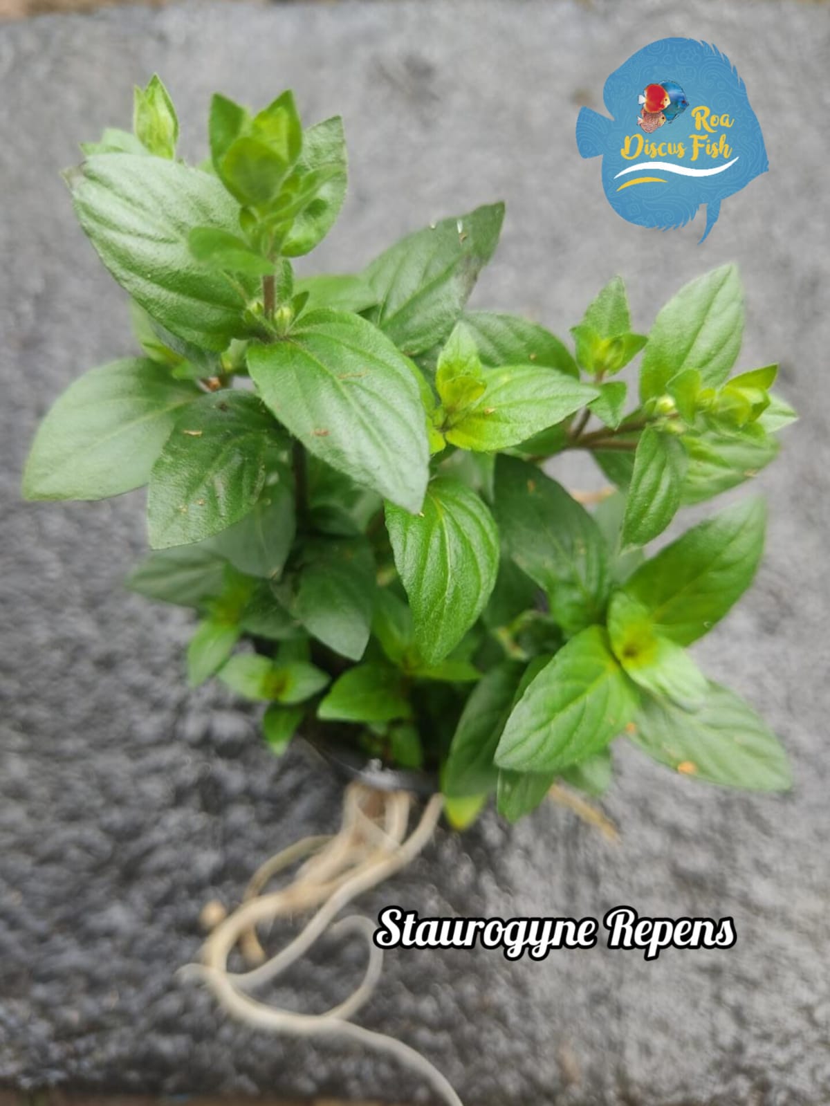 Staurogyne Repens - Discus Roa Fish