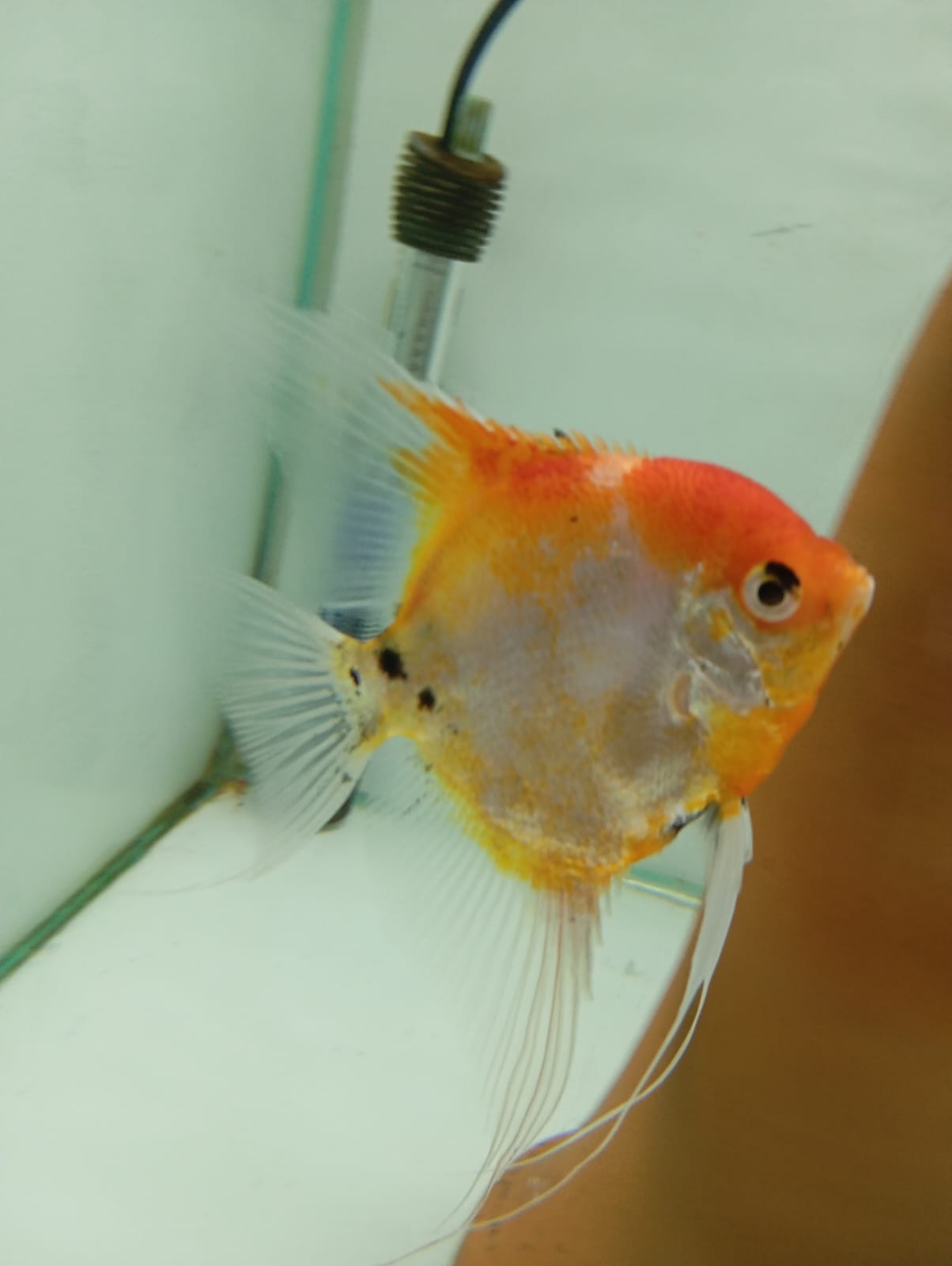 Peces Escalares Discus Roa Fish
